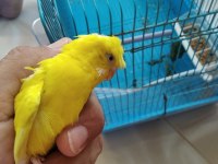 Japones muhabbet kuşu