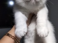 British shorthair w63 odd eyes erkek yavrum teslime hazır