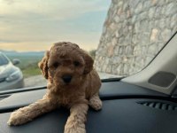 POODLE BEBEKLER