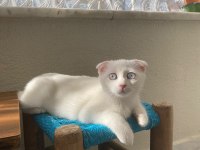 Scottish fold güzellikler