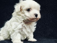Bu Sevecen Maltese Terrier Kaçmaz!