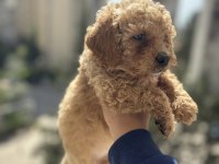 Erkek dişi toy poodle yavrularımız