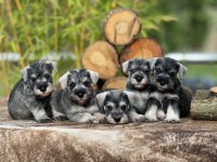 Miniature Schnauzer Pepper and Salt (FCI Pedigree)