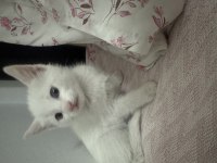 1,5 Aylık British Shorthair