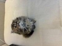 British Longhair 2 Aylık