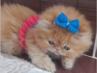 İran Exotic Longhair Bebekler