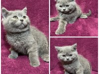 British shorthair kedide Zirve