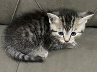 2 Aylık British Longhair ve Siyam Yavrular Yuva Arıyor
