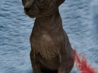 Naked Beauty Sphynx Cattery Kedimiz
