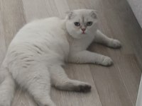 7 aylık erkek scottish fold ücretsiz