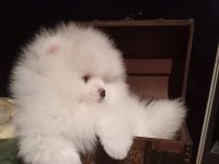 5 Aylık Yavru Pomeranian Boo White