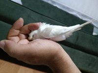 Acil sahiplendirme muhabbet kuşu 4 aylık