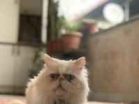 3 yaşında İran kedimize yuva arıyoruz