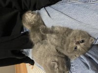 2 aylık yavru scottish fold