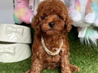 Sevimli Toy Poodle Yavrularımız