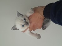 Bluepoint british shorthair yavrular
