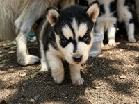 A KALİTE HUSKY YAVRULARI ANKARADAN
