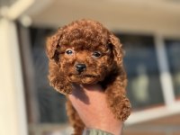 Petmode köpek çiftliğinden tea cup kore poodle