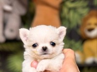 Micro Mini Chihuahua Wc Eğitimli