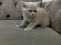 2.5 aylık dişi british shorthair