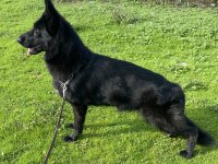 Siyah Show Line Alman Çoban Köpeği Yavrular