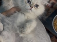 British longhair erkek kardeşler