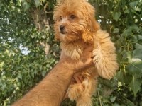 A kalite tüy dökmeyen maltipoo yavrular