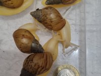 Dev afrika salyangozu yavru achatina fulica 05.2026 doğumlu