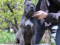 Fcı-Kıf Secereli Safkan Cane Corso Yavrular