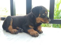 Şecereli anne baba kaliteli rottweiler yavrular