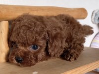 Kore Kan Toy Poodle