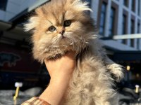 Ücretli british golden longhair erkek yavru