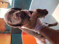 İSTANBUL KÖPEK ÇİFTLİĞİ LABRADOR YAVRULAR