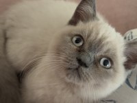 2 Aylık British Shorthair Pasaportlu Ve Mikroçipi Var
