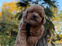 Kore Maltipoo