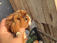 3 adet ginepig ücretsiz sahiplendirilmeyi bekliyor