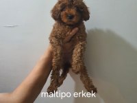 Poodle ve maltipoo yavrularımız yeni yuvasını arıyor