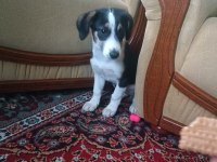 Köpeğimizi Sahiplendiriyoruz