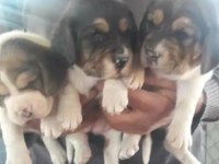 Beagle cinsi yavrular