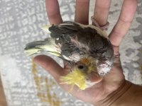 El Besleme Bebek Sultan Papağanları