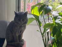 Erkek british shorthair 9 aylık