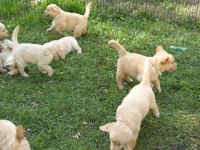 Golden Retriever Yavrularımız Evinizin Neşesi Olacaktır