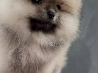 Pomeranian boo köpeği