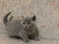 British shorthair kedimiz