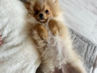 4.5 aylık yavru pomeranian