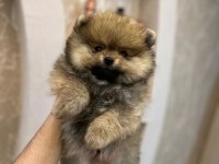 Pomeranian yavrularımız teslime hazır