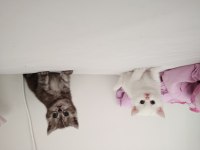 British shorthair bebeklerime yuva arıyorum