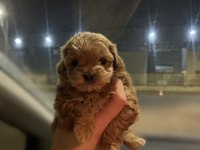 Teacup Maltipoo Kızımız