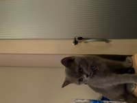 Bristh shorthair 6 aylık Erkek