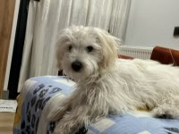 Terrier Poodle Kırması Yavrular